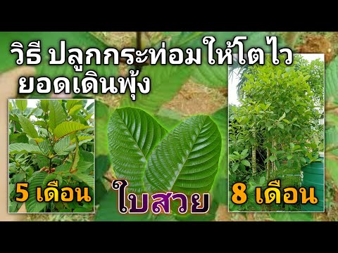 วิธีปลูกกระท่อมให้โตไว ทดลองมาเเล้วได้ผลจริงจากสวนผมเอง @Mimo Rc #ต้นกระท่อม