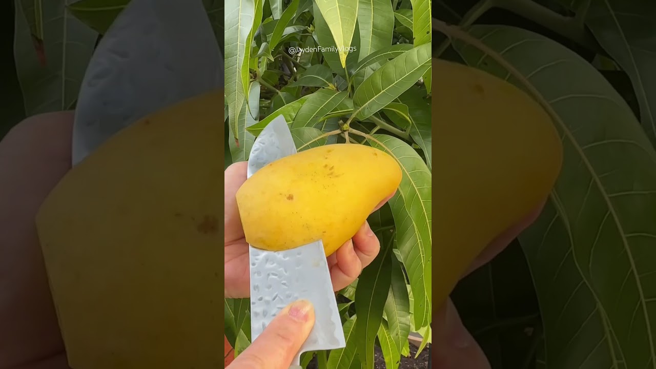 Fruit Cutting Chausa Mango 🥭😋 