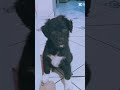 fofo