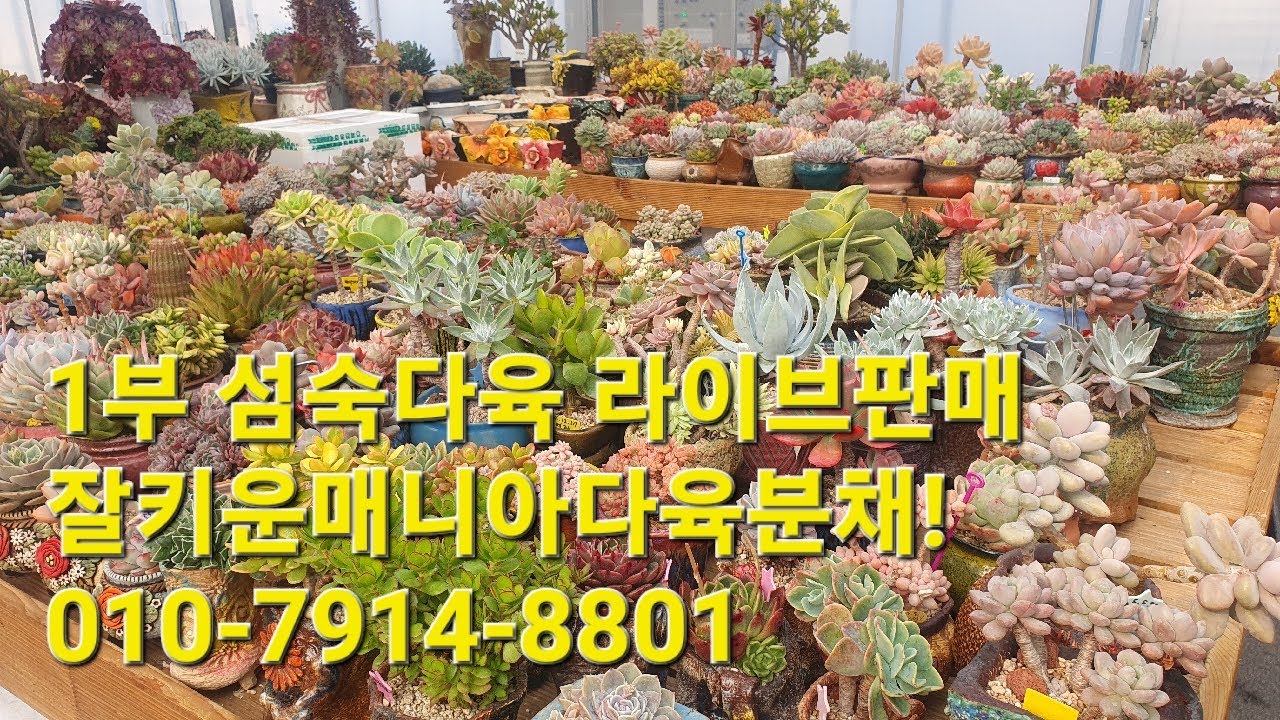 1부 섬숙다육 라이브판매!잘키운매니아다육분채!010-7914-8801