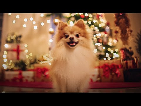 Lost Puppy’s Heartwarming Holiday Journey still