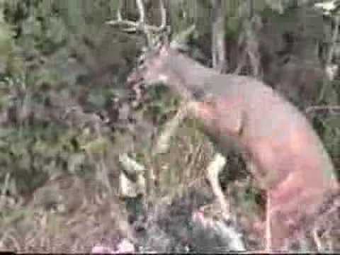 Whitetail Deer attacks Hunter