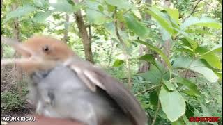 The Enticing Sound of Small Birds | Threatened Fighting Threats