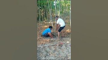 ibu dan anak panen singkong super jumbo