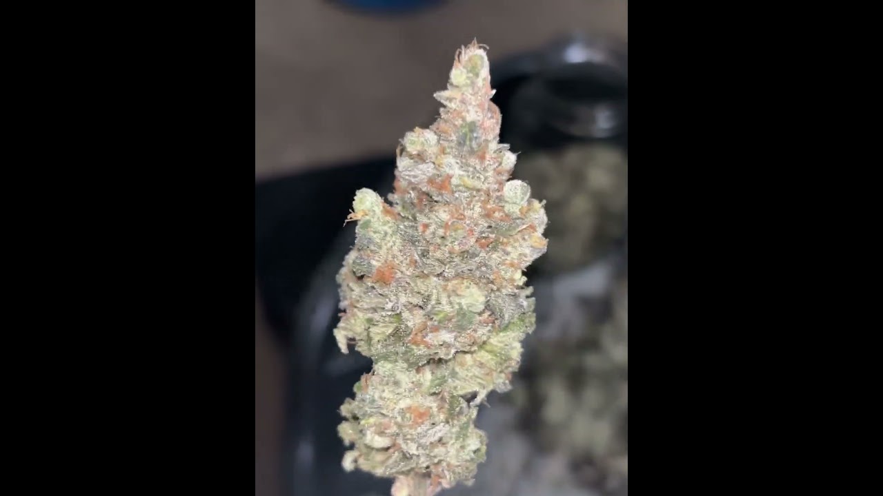 In House Genetics- Honey D (Black Cherry Hony X Original Sour Diesel) Pheno 2