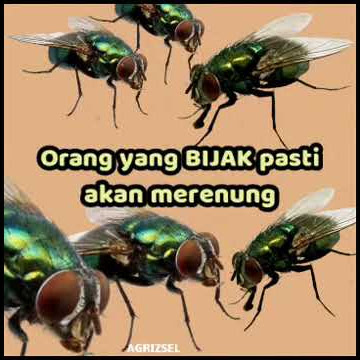 Lalat || Inspirasi Kehidupan