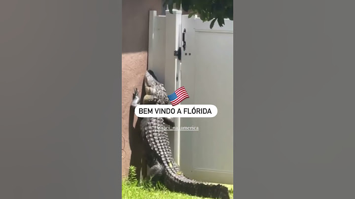 #florida #estadosunidos #america #estadosunidos #jacaré #alligator
