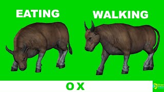 Ox Green Screen | Bullock Green Screen | Green BackGround Screen
