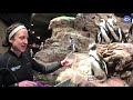 Virtual Visit: Penguin Feeding!