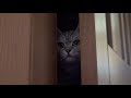 Триллер &quot;Кошка Нора выходит из укрытия&quot;. Nora the cat comes out of shelter.