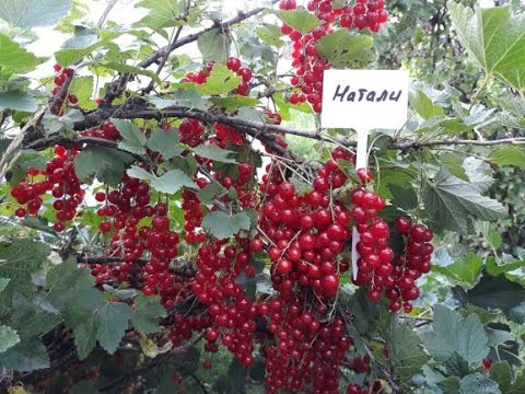 Натали - смородина красная, описание сорта