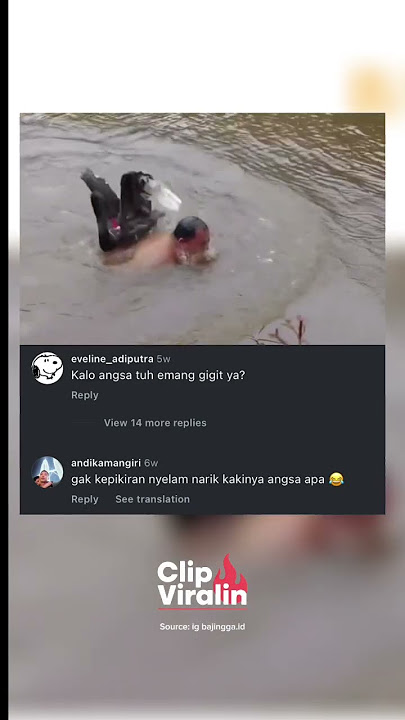 Angsa ini gak kasih ampun 😣