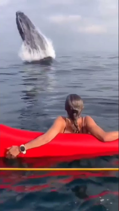 😱 BALEIA DÁ UM SUSTO NAS BANHISTAS 😆 #shorts