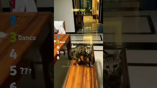 Funny Cat 😂❤️ #ranking #cat #catshorts #funny #pets #funnycats