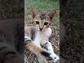 Are you ok 🐱 Cat #cat #catlove #kitten #funny