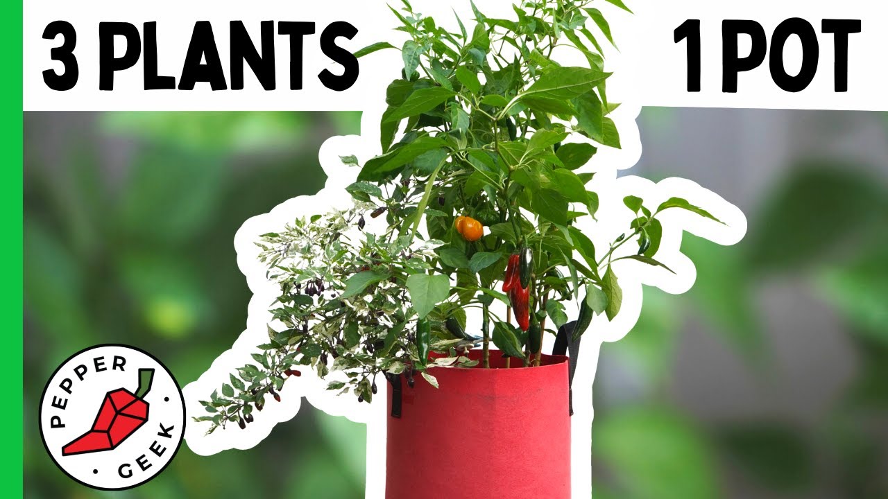 Planting Multiple Peppers in 1 Pot - Pepper Geek - YouTube