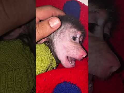 البيبي بقولا القرد صحي من النوم حيوانات ابو اسيا