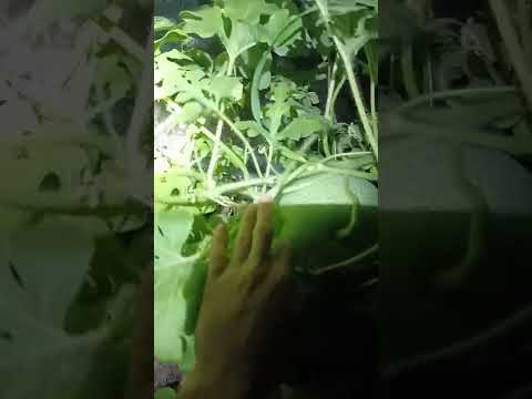 Не смейте выращивать арбузы в теплице, иначе слишком сладкие вырастут