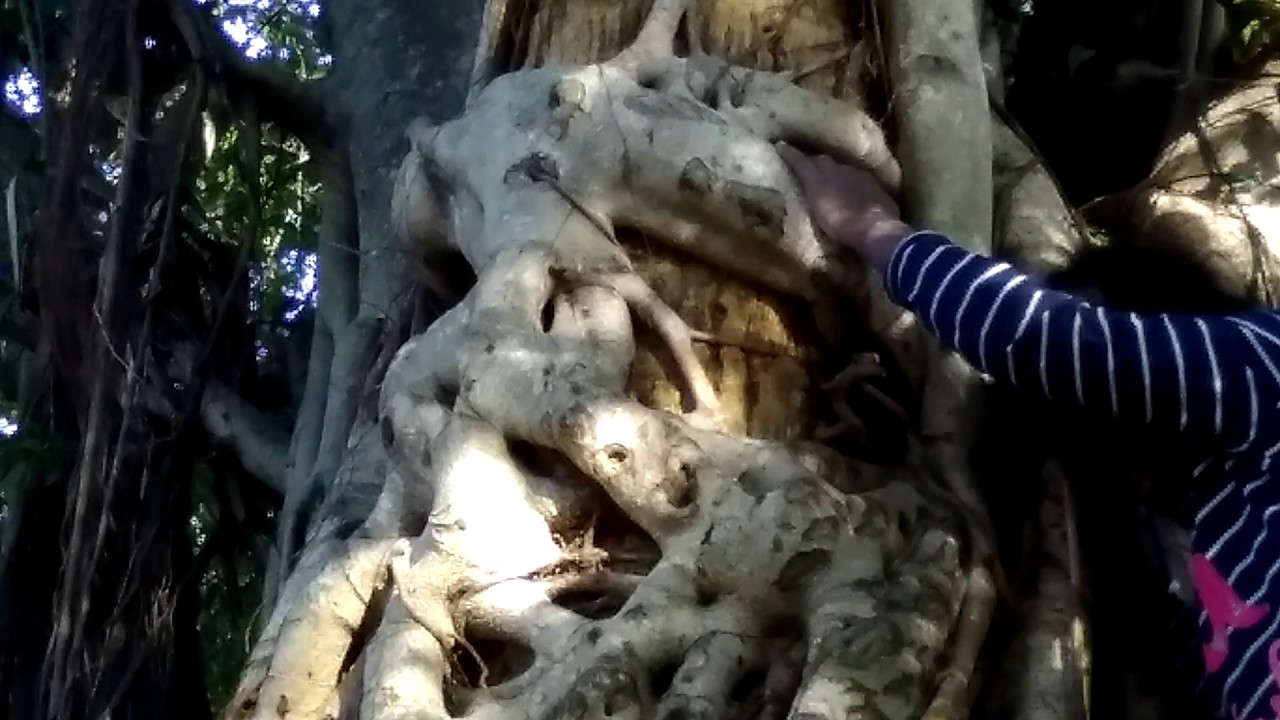 Sis clime trees - YouTube