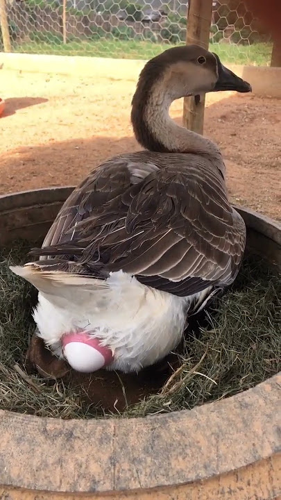 Goose Laying Egg #shorts