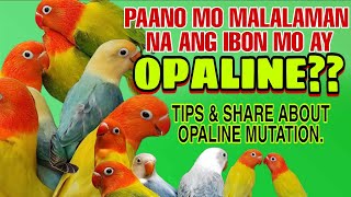 PAANO MO MALALAMAN NA ANG AFRICAN LOVEBIRDS MO AY OPALINE | TIPS AND SHARE ABOUT OPALINE