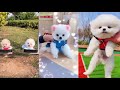 Tik Tok Chó Phốc Sóc Mini 😍 Funny and Cute Pomeranian 47