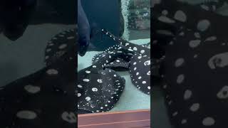 Potamotrygon Leopoldi Black Diamond.