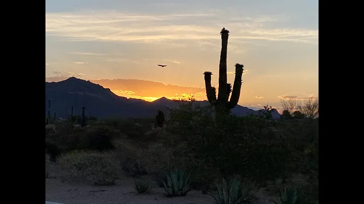 Desert Life
