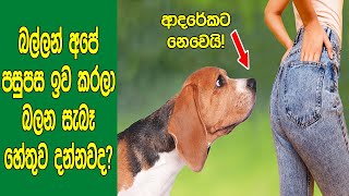 සුනඛයන් අපේ පස්ස ඉවකරලා බලන්න සැබෑ හේතුව දන්නවද? | Real Weird Reason For Why Dogs Sniff Butts