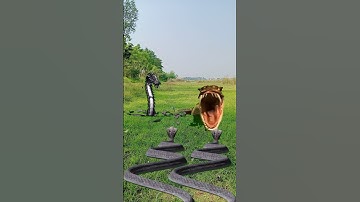 snake V