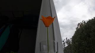 Timelapse of a Californian Poppy Opening