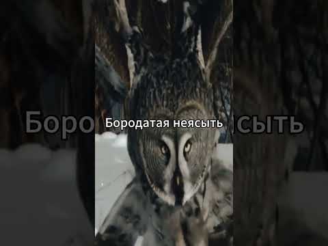 Бородатая неясыть показывает мастер класс охоты #природа #звери#животные #сова #охота #masterclass