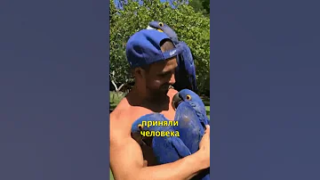 🦜Попугаи Приняли Человека за Своего🙌🏽