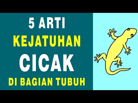 Video: Merayap adalah Arti dari kata