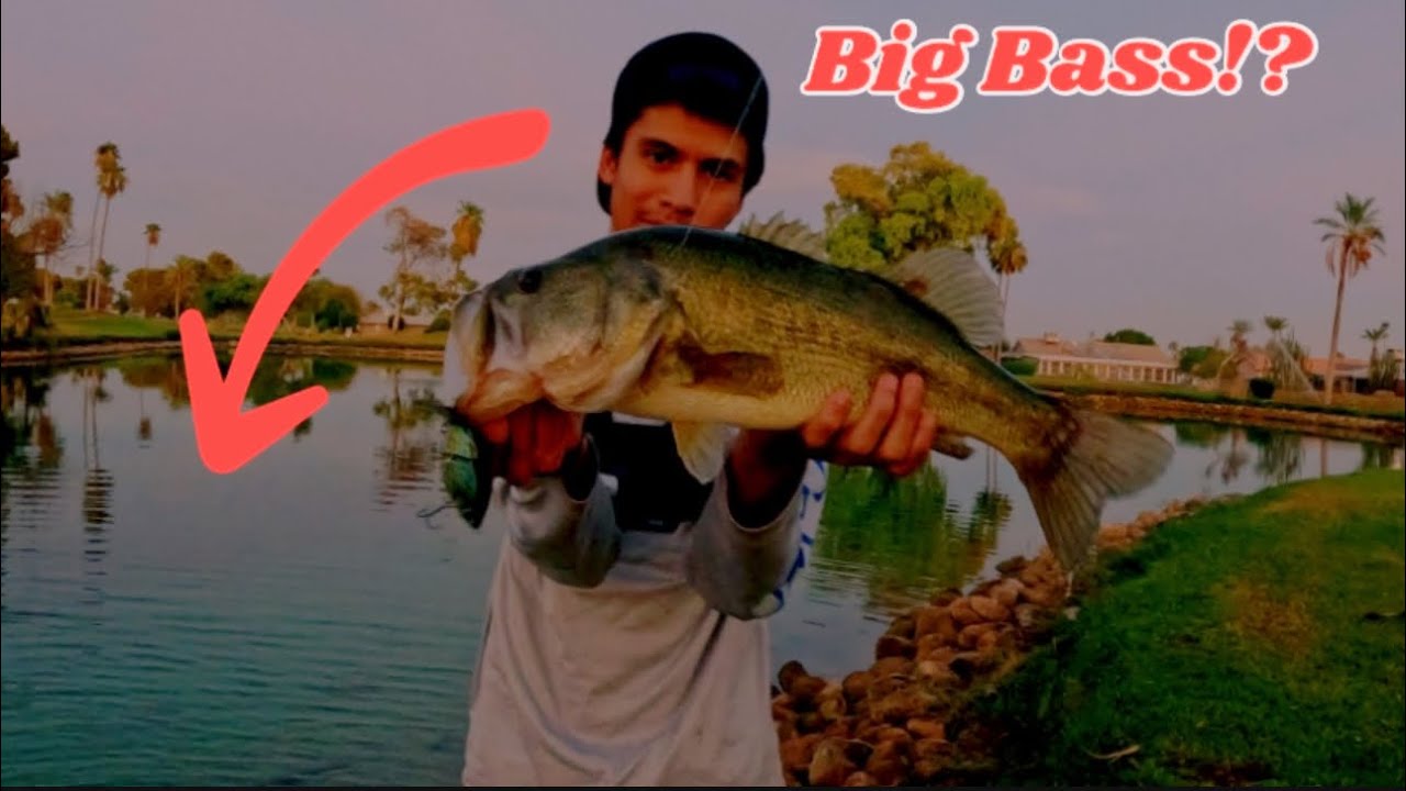 Fishing @ A Pond full of BIG BASS!!? PHX,Az#bass#highheatfishing#family