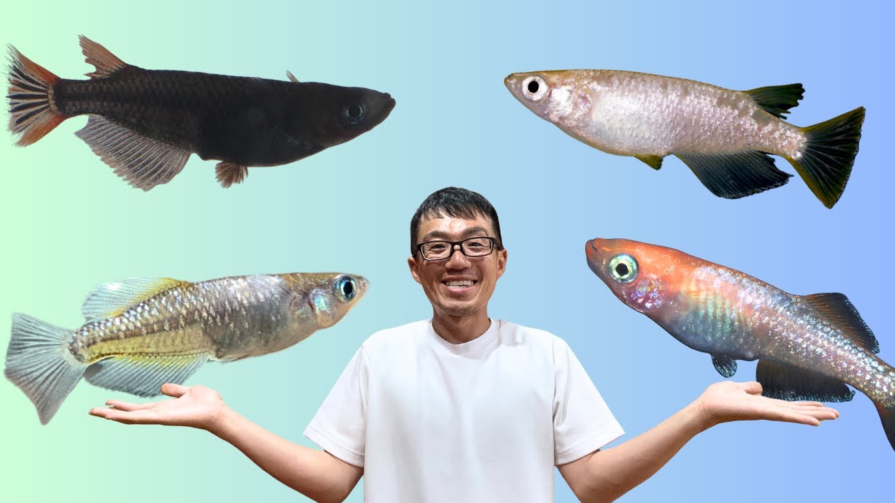 Знаете ли вы, что у японской медаки (рыбки-рисовой рыбы) уникальная форма тела?