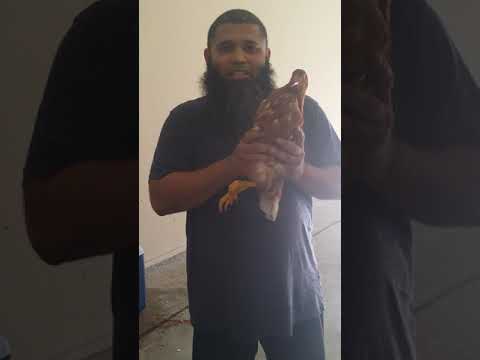 Halal Chicken Slaughter