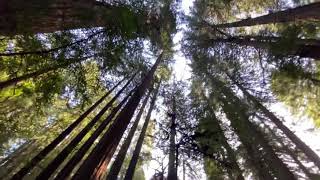 Muir Woods #3 Bohemian Grove