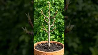 How to Grow a Pear Tree from Seed 🍐 | Amazing Plant Growth Timelapse with AI