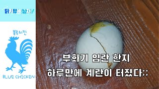 아메라우카나,턱보 청계 부화를 시작 (부화팁,부화기,인공부화)Ameraucana, Tuckbo, has begun to hatch Cheonggye. (Hatching Tip)