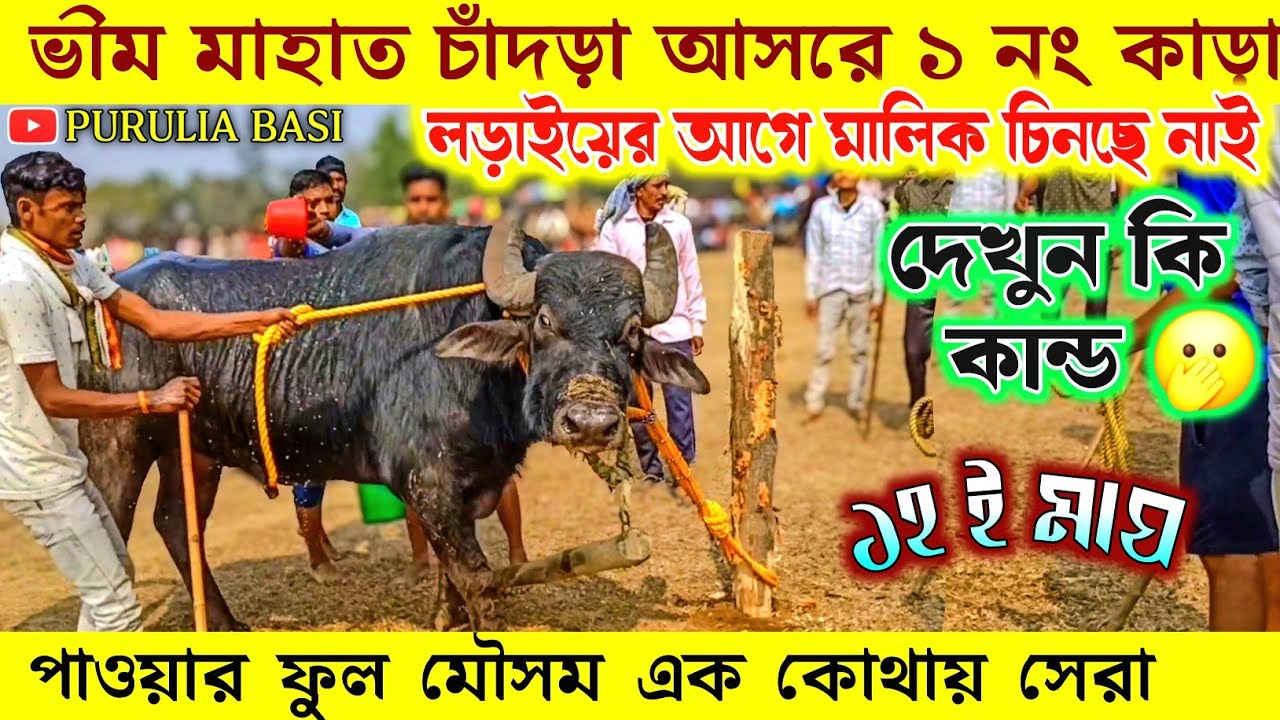 চাঁদড়া আসরে ১ নং কাড়া দেখুম মালিক চিনছে নাই !! মালিক - ভীম মাহাত 