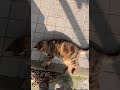 アメショ、日向ぼっこ