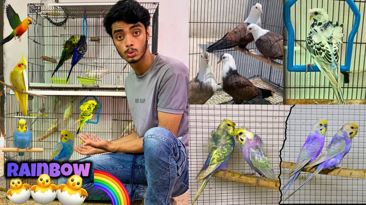 Rainbow budgies breeding progress🌈😍|Karbalai pigeons breeding tips😱😍