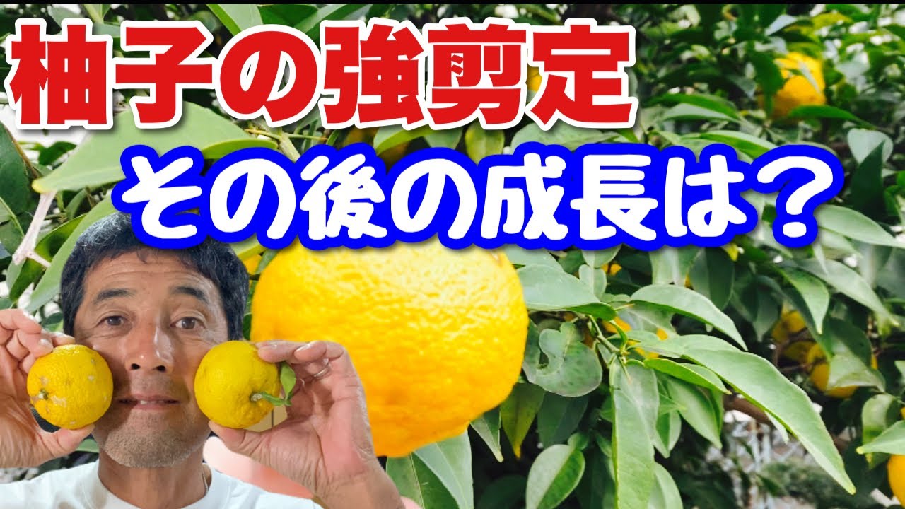 Heavy pruning of yuzu] Will the fruit grow after heavy pruning