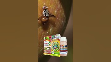 THUỐC ĐẶC TRỊ RUỒI VÀNG -  SÂU ĐỤC TRÁI TRÊN CÂY BƯỞI, CAM, CHANH, ỚT, TÁO, CÀ CHUA, DƯA LEO. CÀ TÍM