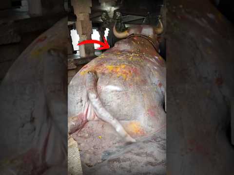 How is it possible?🤯😱 #shorts #bull #cow #shiva #ancient #temple #carving #india #hindu #ytshorts