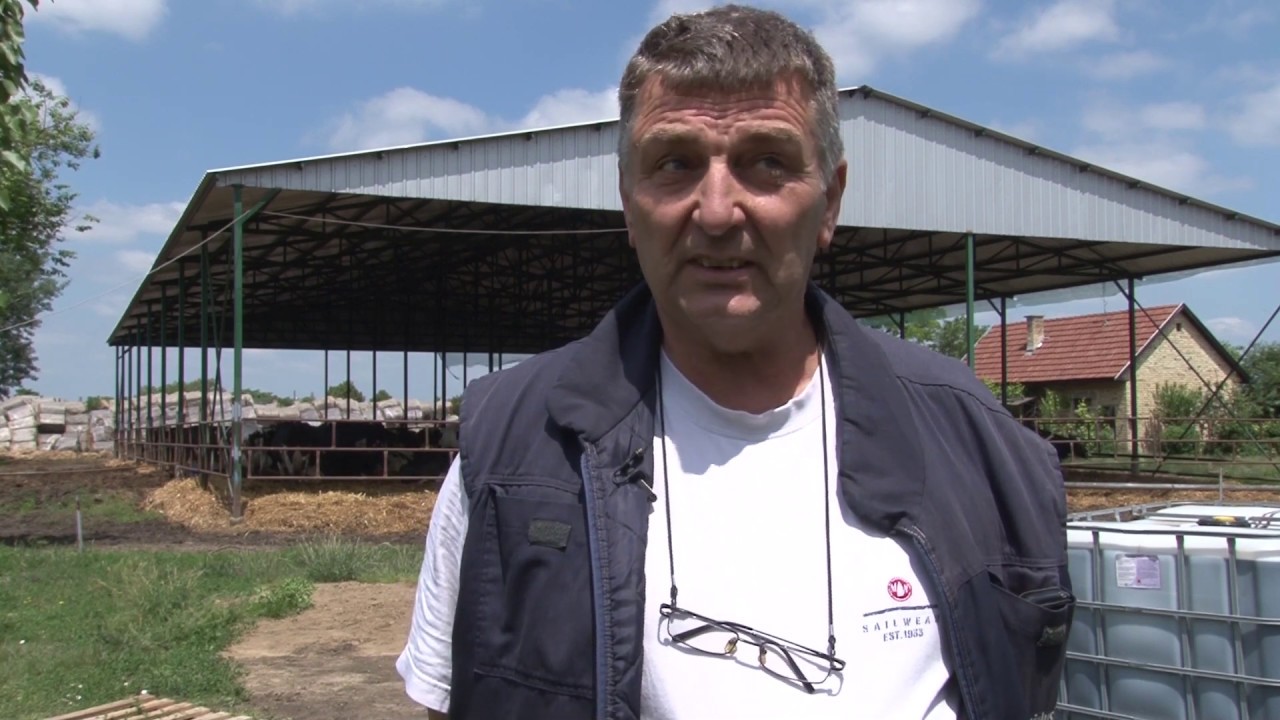 Farma krava kao SUDBINA