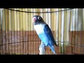 Cik Cik Cerr Suara Burung Lovebird Ngetik Ngekek Fighter Ampuh Cepat Bunyi Mp3 - Mp4 Download