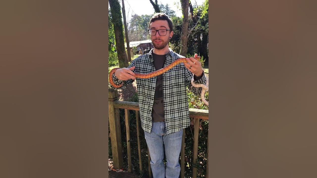 Corn Snakes! The Best Beginner Reptile - YouTube