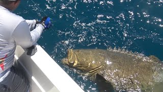 BIG bait for MONSTER FISH! (Goliath grouper)